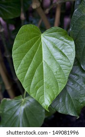 Single Green Fresh Kava Leaf On A Plant