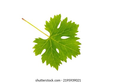 Single Green Grape Leaf Flying Isolated On White Background