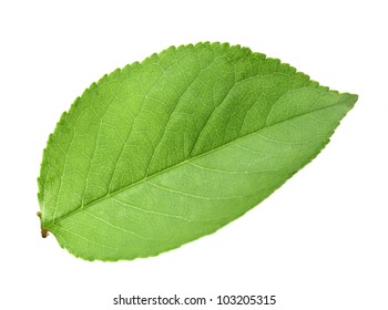 601,238 Green leaf photos Images, Stock Photos & Vectors | Shutterstock