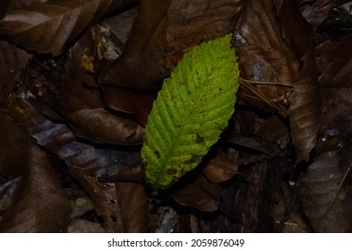 A Single Green Leaf On The Death Brown Leaves