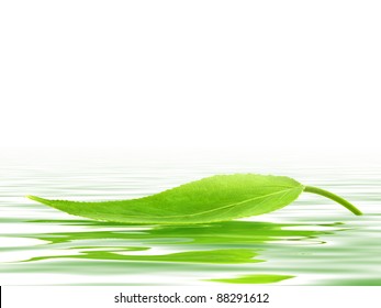Single green leaf over the water