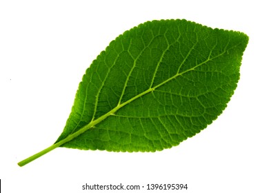 single green leaves clipart