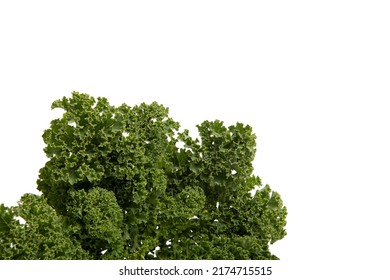 Single Green Leaf Of The Vegetable Kale On A White Background Seen From The Front With Space For Copy