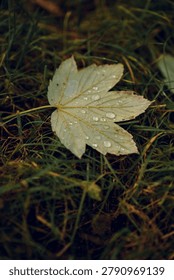 Single Green Maple Leaf With Rain Droplets On Dark Green Grass In A Soft Natural Daylight Setting