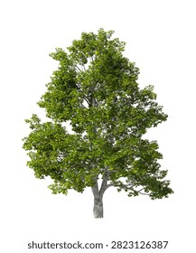 Solo árbol arce verde