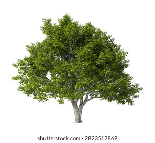 Solo árbol arce verde
