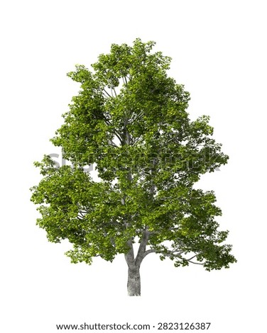 Single green maple tree isolated on white background. large and mature lush green leafy tree with transparent background PNG in sunny daylight with soft natural lighting. Full maple tree cutout isolated on white background with copy space. Photorealistic Green tree with maple leaves and trunk isolated on white background. plant with foliage isolated on clean solid plain backgrounds. isolate big tall trees with copy space for design backgrounds, architecture visualization, landscaping element or asset, landscape design projects, exterior renderings, urban planning presentations, environmental graphics, real estate marketing, garden planning concepts, compositing, and nature themed backdrop layouts. Foreground plant with branches composition on clean, white backdrop. Front view, Side view of Acer campestre commonly known as the field maple.