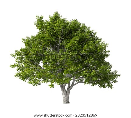 Single green maple tree isolated on white background. large and mature lush green leafy tree with transparent background PNG in sunny daylight with soft natural lighting. Full maple tree cutout isolated on white background with copy space. Photorealistic Green tree with maple leaves and trunk isolated on white background. plant with foliage isolated on clean solid plain backgrounds. isolate big tall trees with copy space for design backgrounds, architecture visualization, landscaping element or asset, landscape design projects, exterior renderings, urban planning presentations, environmental graphics, real estate marketing, garden planning concepts, compositing, and nature themed backdrop layouts. Foreground plant with branches composition on clean, white backdrop. Front view, Side view of Acer campestre commonly known as the field maple.