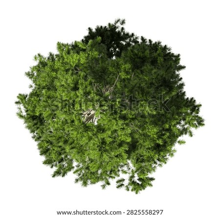 Single green pine tree isolated on white background. large and mature lush green leafy coniferous tree with transparent background PNG in sunny daylight with soft natural lighting. Full evergreen conifer tree cutout isolated on white background with copy space. Photorealistic green tree with needle leaves and trunk isolated on white background. plant with foliage isolated on clean solid plain backgrounds. isolate big tall fir, spruce or cypress trees with copy space for design backgrounds, architecture visualization, landscaping element or asset, landscape design projects, exterior renderings, urban planning presentations, environmental graphics, real estate marketing, garden planning concepts, compositing, and nature themed backdrop layouts. Foreground conifer plant with branches composition on clean, white backdrop. High angle view, Above View or Top view of Pinus cembra commonly known as the Swiss pine, Arolla pine or stone pine.