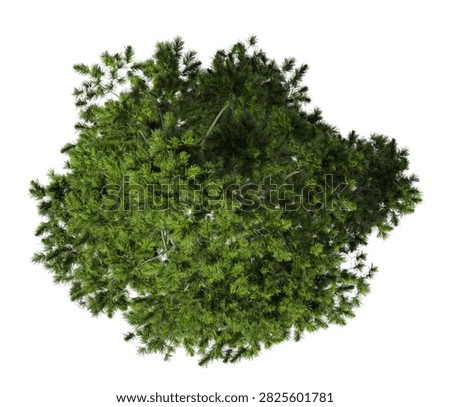 Single green pine tree isolated on white background. large and mature lush green leafy coniferous tree with transparent background PNG in sunny daylight with soft natural lighting. Full evergreen conifer tree cutout isolated on white background with copy space. Photorealistic green tree with needle leaves and trunk isolated on white background. plant with foliage isolated on clean solid plain backgrounds. isolate big tall fir, spruce or cypress trees with copy space for design backgrounds, architecture visualization, landscaping element or asset, landscape design projects, exterior renderings, urban planning presentations, environmental graphics, real estate marketing, garden planning concepts, compositing, and nature themed backdrop layouts. Foreground conifer plant with branches composition on clean, white backdrop. High angle view, Above View or Top view of Pinus cembra commonly known as the Swiss pine, Arolla pine or stone pine.