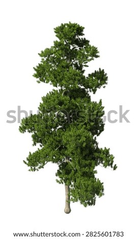 Single green pine tree isolated on white background. large and mature lush green leafy coniferous tree with transparent background PNG in sunny daylight with soft natural lighting. Full evergreen conifer tree cutout isolated on white background with copy space. Photorealistic green tree with needle leaves and trunk isolated on white background. plant with foliage isolated on clean solid plain backgrounds. isolate big tall fir, spruce or cypress trees with copy space for design backgrounds, architecture visualization, landscaping element or asset, landscape design projects, exterior renderings, urban planning presentations, environmental graphics, real estate marketing, garden planning concepts, compositing, and nature themed backdrop layouts. Foreground conifer plant with branches composition on clean, white backdrop. Front view, Side view of Pinus cembra commonly known as the Swiss pine, Arolla pine or stone pine.