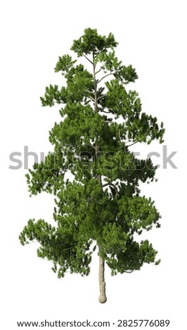 Single green pine tree isolated on white background. large and mature lush green leafy coniferous tree with transparent background PNG in sunny daylight with soft natural lighting. Full evergreen conifer tree cutout isolated on white background with copy space. Photorealistic green tree with needle leaves and trunk isolated on white background. plant with foliage isolated on clean solid plain backgrounds. isolate big tall fir, spruce or cypress trees with copy space for design backgrounds, architecture visualization, landscaping element or asset, landscape design projects, exterior renderings, urban planning presentations, environmental graphics, real estate marketing, garden planning concepts, compositing, and nature themed backdrop layouts. Foreground conifer plant with branches composition on clean, white backdrop. Front view, Side view of Pinus cembra commonly known as the Swiss pine, Arolla pine or stone pine.