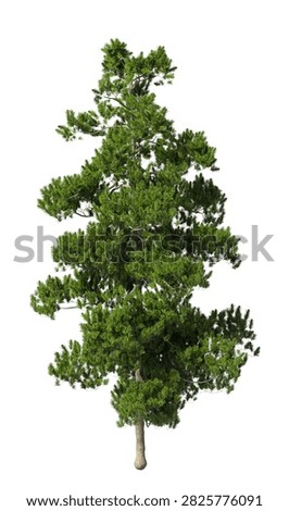 Single green pine tree isolated on white background. large and mature lush green leafy coniferous tree with transparent background PNG in sunny daylight with soft natural lighting. Full evergreen conifer tree cutout isolated on white background with copy space. Photorealistic green tree with needle leaves and trunk isolated on white background. plant with foliage isolated on clean solid plain backgrounds. isolate big tall fir, spruce or cypress trees with copy space for design backgrounds, architecture visualization, landscaping element or asset, landscape design projects, exterior renderings, urban planning presentations, environmental graphics, real estate marketing, garden planning concepts, compositing, and nature themed backdrop layouts. Foreground conifer plant with branches composition on clean, white backdrop. Front view, Side view of Pinus cembra commonly known as the Swiss pine, Arolla pine or stone pine.
