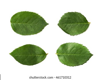 Single green rose leaf isolated over the white background, set of four different foreshortenings