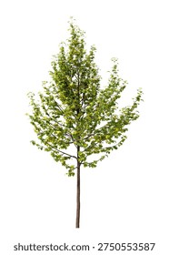 Single green small maple tree isolated on white background. Small maple plant 3D render with transparent background PNG in sunny daylight with soft natural lighting. Cutout young tree isolated on white background with copy space. Photorealistic small young plant with leaves isolated on white background for design backgrounds, architecture visualization, landscaping element or asset, landscape design projects, exterior renderings, urban planning presentations, environmental graphics, real estate marketing, garden planning concepts, 3D compositing, and nature themed backdrop layouts. Foreground plant with branches composition on clean solid plain backgrounds. Front view, Side view of Acer campestre commonly known as the field maple.