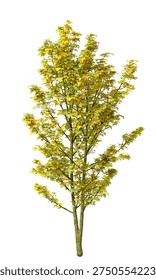 Single green small maple tree isolated on white background. Small maple plant 3D render with transparent background PNG in sunny daylight with soft natural lighting. Cutout young tree isolated on white background with copy space. Photorealistic small young plant with leaves isolated on white background for design backgrounds, architecture visualization, landscaping element or asset, landscape design projects, exterior renderings, urban planning presentations, environmental graphics, real estate marketing, garden planning concepts, 3D compositing, and nature themed backdrop layouts. Foreground plant with branches composition on clean solid plain backgrounds. Front view, Side view of Acer pseudoplatanus commonly known as the Sycamore maple.