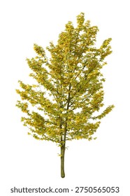 Single green small maple tree isolated on white background. Small maple plant 3D render with transparent background PNG in sunny daylight with soft natural lighting. Cutout young tree isolated on white background with copy space. Photorealistic small young plant with leaves isolated on white background for design backgrounds, architecture visualization, landscaping element or asset, landscape design projects, exterior renderings, urban planning presentations, environmental graphics, real estate marketing, garden planning concepts, 3D compositing, and nature themed backdrop layouts. Foreground plant with branches composition on clean solid plain backgrounds. Front view, Side view of Acer pseudoplatanus commonly known as the Sycamore maple.