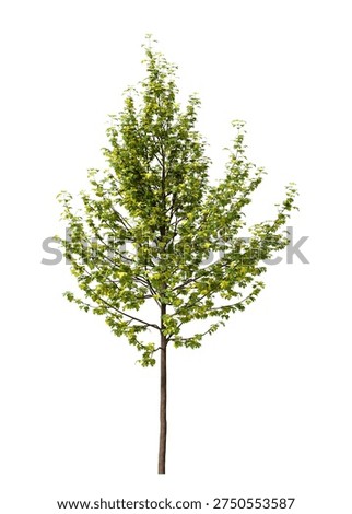 Single green small maple tree isolated on white background. Small maple plant 3D render with transparent background PNG in sunny daylight with soft natural lighting. Cutout young tree isolated on white background with copy space. Photorealistic small young plant with leaves isolated on white background for design backgrounds, architecture visualization, landscaping element or asset, landscape design projects, exterior renderings, urban planning presentations, environmental graphics, real estate marketing, garden planning concepts, 3D compositing, and nature themed backdrop layouts. Foreground plant with branches composition on clean solid plain backgrounds. Front view, Side view of Acer campestre commonly known as the field maple.