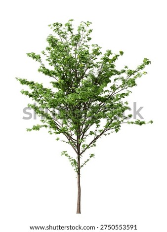 Single green small maple tree isolated on white background. Small maple plant 3D render with transparent background PNG in sunny daylight with soft natural lighting. Cutout young tree isolated on white background with copy space. Photorealistic small young plant with leaves isolated on white background for design backgrounds, architecture visualization, landscaping element or asset, landscape design projects, exterior renderings, urban planning presentations, environmental graphics, real estate marketing, garden planning concepts, 3D compositing, and nature themed backdrop layouts. Foreground plant with branches composition on clean solid plain backgrounds. Front view, Side view of Acer campestre commonly known as the field maple.