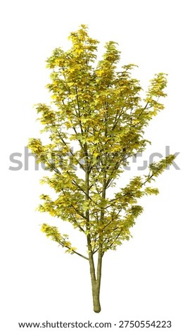 Single green small maple tree isolated on white background. Small maple plant 3D render with transparent background PNG in sunny daylight with soft natural lighting. Cutout young tree isolated on white background with copy space. Photorealistic small young plant with leaves isolated on white background for design backgrounds, architecture visualization, landscaping element or asset, landscape design projects, exterior renderings, urban planning presentations, environmental graphics, real estate marketing, garden planning concepts, 3D compositing, and nature themed backdrop layouts. Foreground plant with branches composition on clean solid plain backgrounds. Front view, Side view of Acer pseudoplatanus commonly known as the Sycamore maple.