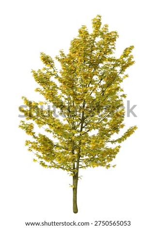 Single green small maple tree isolated on white background. Small maple plant 3D render with transparent background PNG in sunny daylight with soft natural lighting. Cutout young tree isolated on white background with copy space. Photorealistic small young plant with leaves isolated on white background for design backgrounds, architecture visualization, landscaping element or asset, landscape design projects, exterior renderings, urban planning presentations, environmental graphics, real estate marketing, garden planning concepts, 3D compositing, and nature themed backdrop layouts. Foreground plant with branches composition on clean solid plain backgrounds. Front view, Side view of Acer pseudoplatanus commonly known as the Sycamore maple.