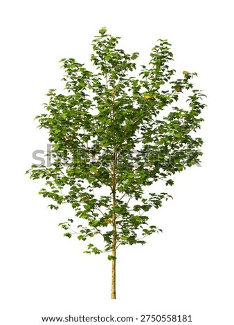 Single green small tree isolated on white background. Small plant 3D render with transparent background PNG in sunny daylight with soft natural lighting. Cutout young tree isolated on white background with copy space. Photorealistic small young plant with leaves isolated on white background for design backgrounds, architecture visualization, landscaping element or asset, landscape design projects, exterior renderings, urban planning presentations, environmental graphics, real estate marketing, garden planning concepts, 3D compositing, and nature themed backdrop layouts. Foreground plant with branches composition on clean solid plain backgrounds. Front view, Side view of Platanus occidentalis commonly known as the American sycamore, American planetree, western plane, occidental plane, buttonwood or water beech.