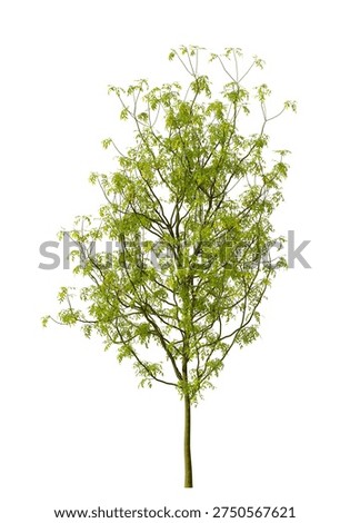 Single green small tree isolated on white background. Small plant 3D render with transparent background PNG in sunny daylight with soft natural lighting. Cutout young tree isolated on white background with copy space. Photorealistic small young plant with leaves isolated on white background for design backgrounds, architecture visualization, landscaping element or asset, landscape design projects, exterior renderings, urban planning presentations, environmental graphics, real estate marketing, garden planning concepts, 3D compositing, and nature themed backdrop layouts. Foreground plant with branches composition on clean solid plain backgrounds. Front view, Side view of Fraxinus excelsior commonly known as the European ash Or ash tree.