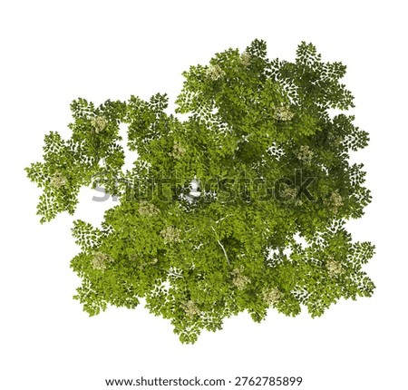 Single green small tree isolated on white background. Shrub with transparent background PNG in sunny daylight with soft natural lighting. Cutout young tree isolated on white background with copy space. Photorealistic small young plant with leaves isolated on white background for design backgrounds, architecture visualization, landscaping element or asset, landscape design projects, exterior renderings, urban planning presentations, environmental graphics, real estate marketing, garden planning concepts, compositing, and nature themed backdrop layouts. Foreground plant with branches composition on clean solid plain backgrounds. High angle view, Above View or Top view of Aralia spinosa commonly known as the Devil's walkingstick.