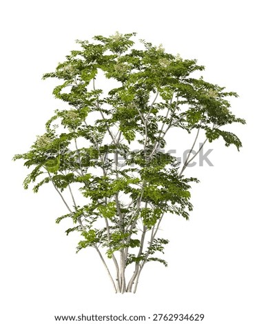 Single green small tree isolated on white background. Shrub with transparent background PNG in sunny daylight with soft natural lighting. Cutout young tree isolated on white background with copy space. Photorealistic small young plant with leaves isolated on white background for design backgrounds, architecture visualization, landscaping element or asset, landscape design projects, exterior renderings, urban planning presentations, environmental graphics, real estate marketing, garden planning concepts, compositing, and nature themed backdrop layouts. Foreground plant with branches composition on clean solid plain backgrounds. Front view, Side view of Aralia spinosa commonly known as the Devil's walkingstick.