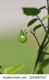 A single, green, tiny, unripe “spoon tomato” (Solanum pimpinellifolium), still rowing on its vine, trichomes glinting in the sun - Shutterstock ID 2253087167