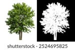 Single green tree isolated on white background with clipping path and alpha channel on black background