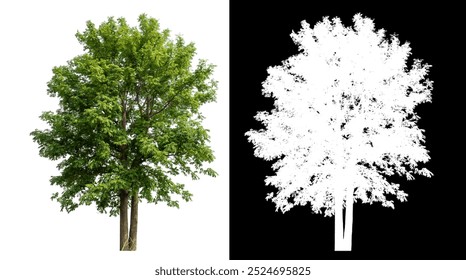 Single green tree isolated on white background with clipping path and alpha channel on black background