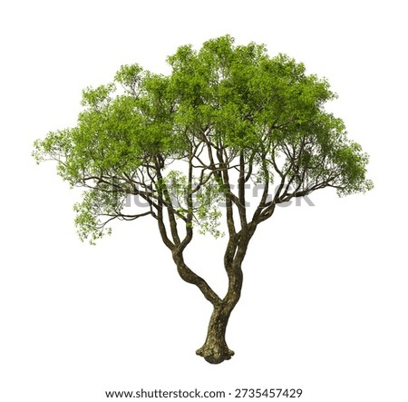 Single green tree isolated on white background. large and mature green leafy tree isolated on white background. Full tree cutout isolated on white background with copy space. Complete Photorealistic Green tree with leaves and trunk isolated on white background. isolate big old trees for design. Side view of Cinnamomum Parthenoxylon commonly known as the Thep Taro Plant.