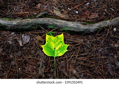 Single Green Tulip Poplar Leaf On Forest Floor