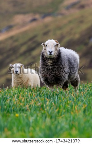 A single grey Herdwick sheep in the foreground and a Welsh Mountain sheep in the background, standing in a field of daffodil plants no longer in flower