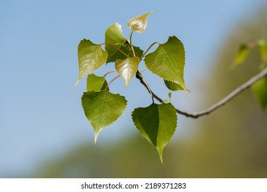 A single grouping of poplar leaves in spring against a blue sky background. - Shutterstock ID 2189371283
