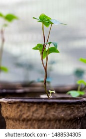 Single growing plant in greenhouse