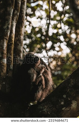 a single Yucatán or Guatemalan Black Howler Monkey (Alouatta pigra) at the Community Baboon Sanctuary, Belize District, Belize resting on a branch 