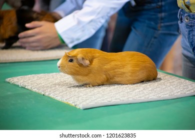 Single Guinea Pig Lined Up For Judging At State Fair Competition
