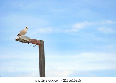 A single gull sitting on a rusty lampost shot against a blue cloudy sky, space for text