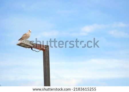 A single gull sitting on a rusty lampost shot against a blue cloudy sky, space for text