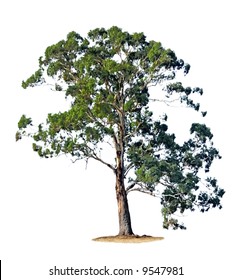 A Single Gum Tree, Isolated On White.