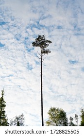 Single Half Dead Tree On Hill And Cloudy Sky