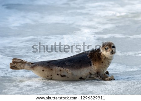 A single harp seal, saddleback, poses on ice and snow. The young seal with dark eyes, earless and a heart shaped nose is up on its flippers. Its fur is tan with dark spots and a dark fur coat.   