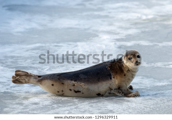 A single harp seal, saddleback, poses on ice and snow.
The young seal with dark eyes, earless and a heart shaped nose is
up on its flippers. Its fur is tan with dark spots and a dark fur
coat.   