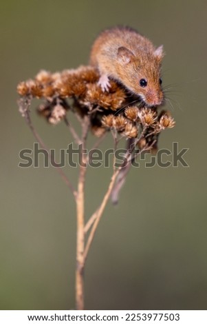 A single harvest mouse looking down from the top of a dried flower seed head against a green background