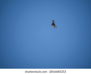A single hawk soaring in a clear blue sky