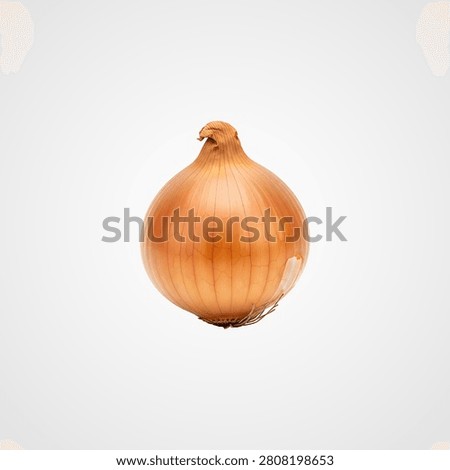 Single hazelnut with intact brown shell on white background