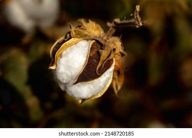 Single Head of cotton flower in Xinjiang Province of China