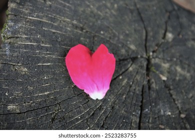 single heart shaped pink rose petal on oak tree trunk - Powered by Shutterstock